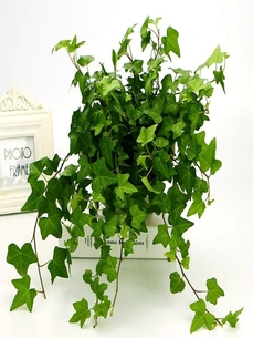 想低价租植物?宁波奉化这里价格超实惠,速来!